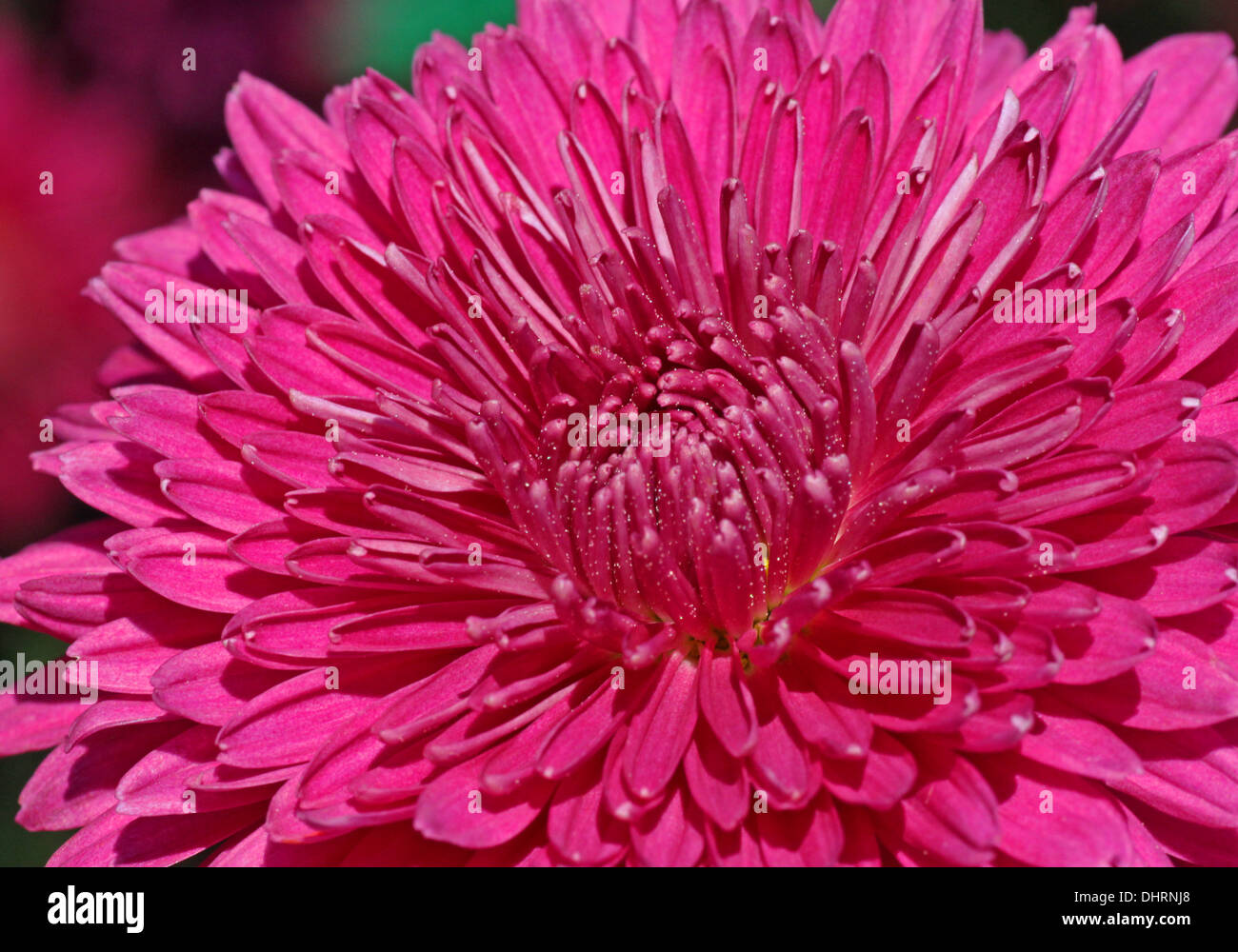 Close up de chrysanthème magenta Banque D'Images