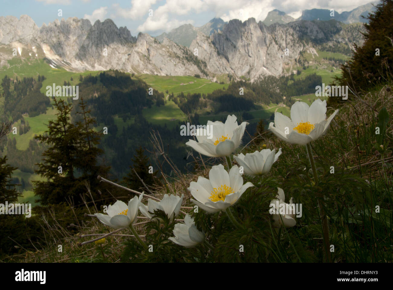 Anémone pulsatilla alpina Alpine fleur, Alpes Bernoises, Suisse Banque D'Images