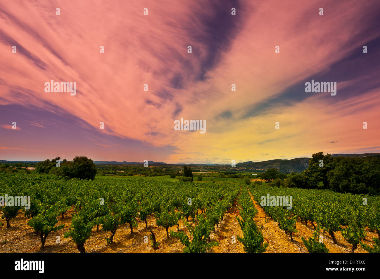 Coucher de soleil sur le vignoble Banque D'Images