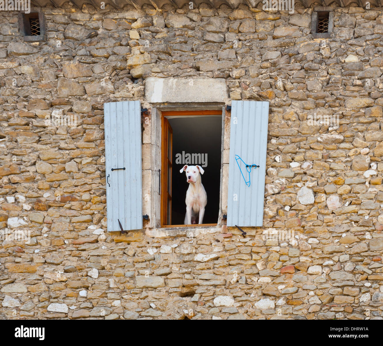 Chien blanc Banque D'Images