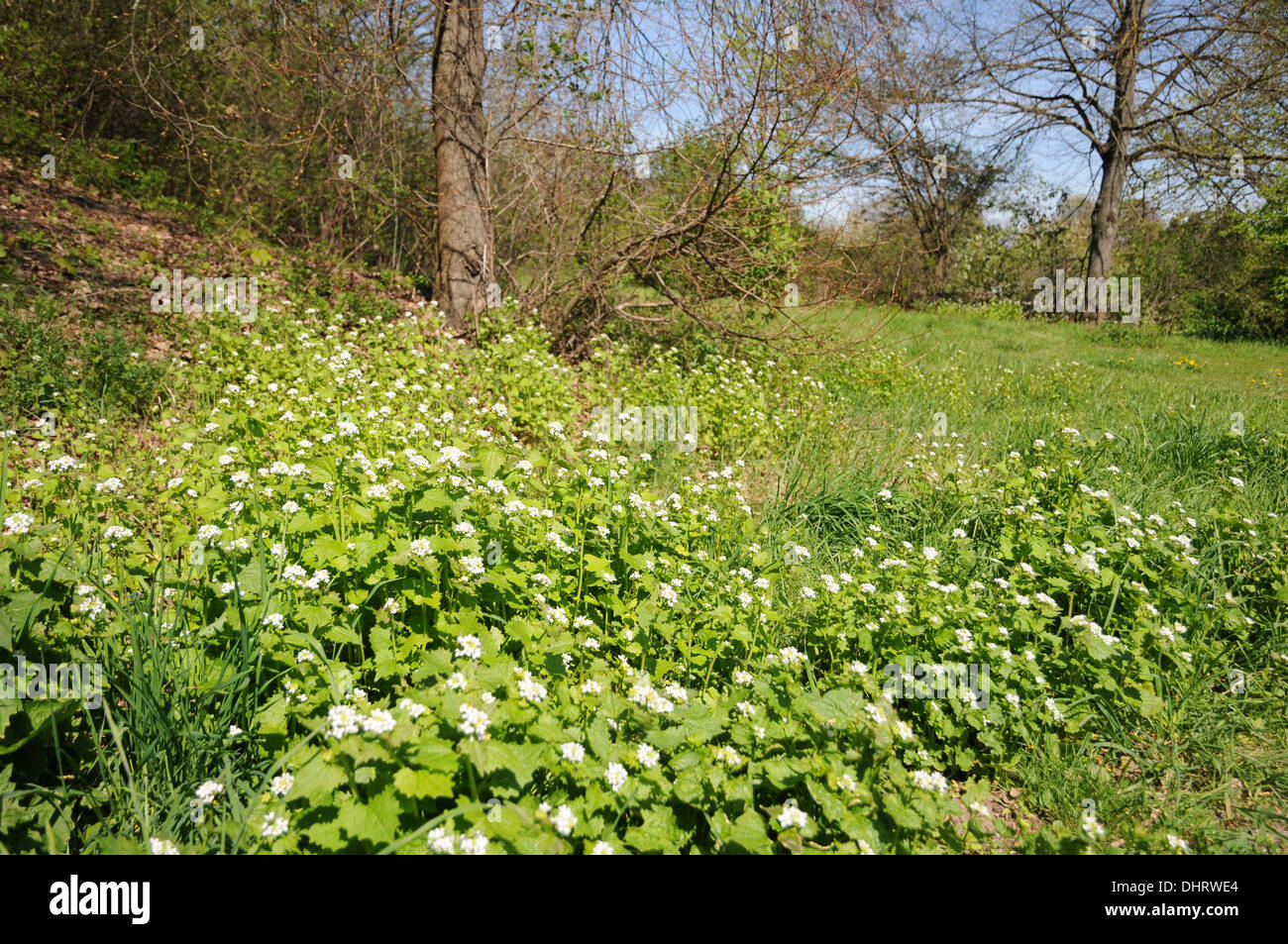 Ail de la haie Banque D'Images