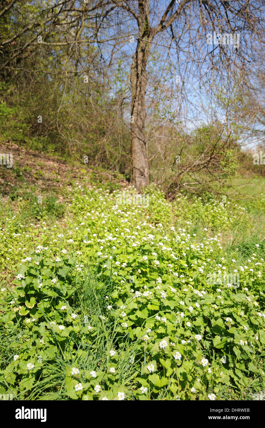 Ail de la haie Banque D'Images