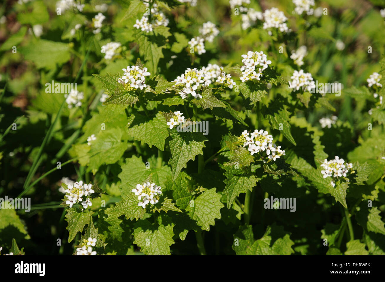 Ail de la haie Banque D'Images