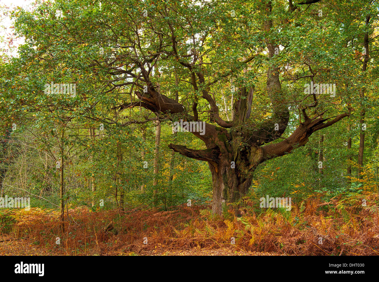 Savernake forest Banque de photographies et d’images à haute résolution Alamy
