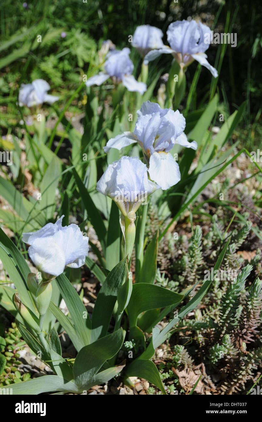 Iris nain Banque D'Images
