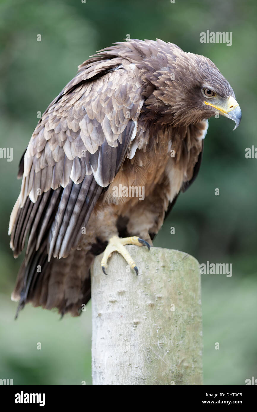 Aigle de l'Afrique de l'percehd sur bois Banque D'Images