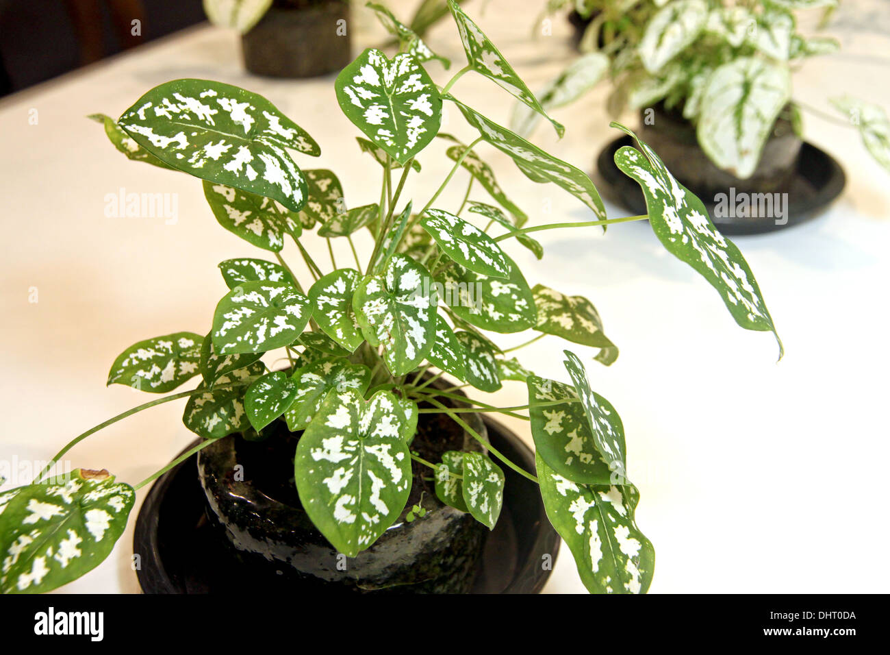 La photo se concentrer dans Caladium petit pot et bel arbre. Banque D'Images