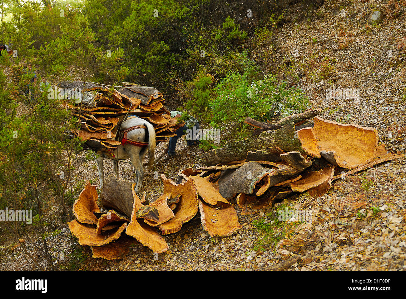 Descorche en los Alcornocales. Trabajos del Bosque.Espagne.Rural Banque D'Images