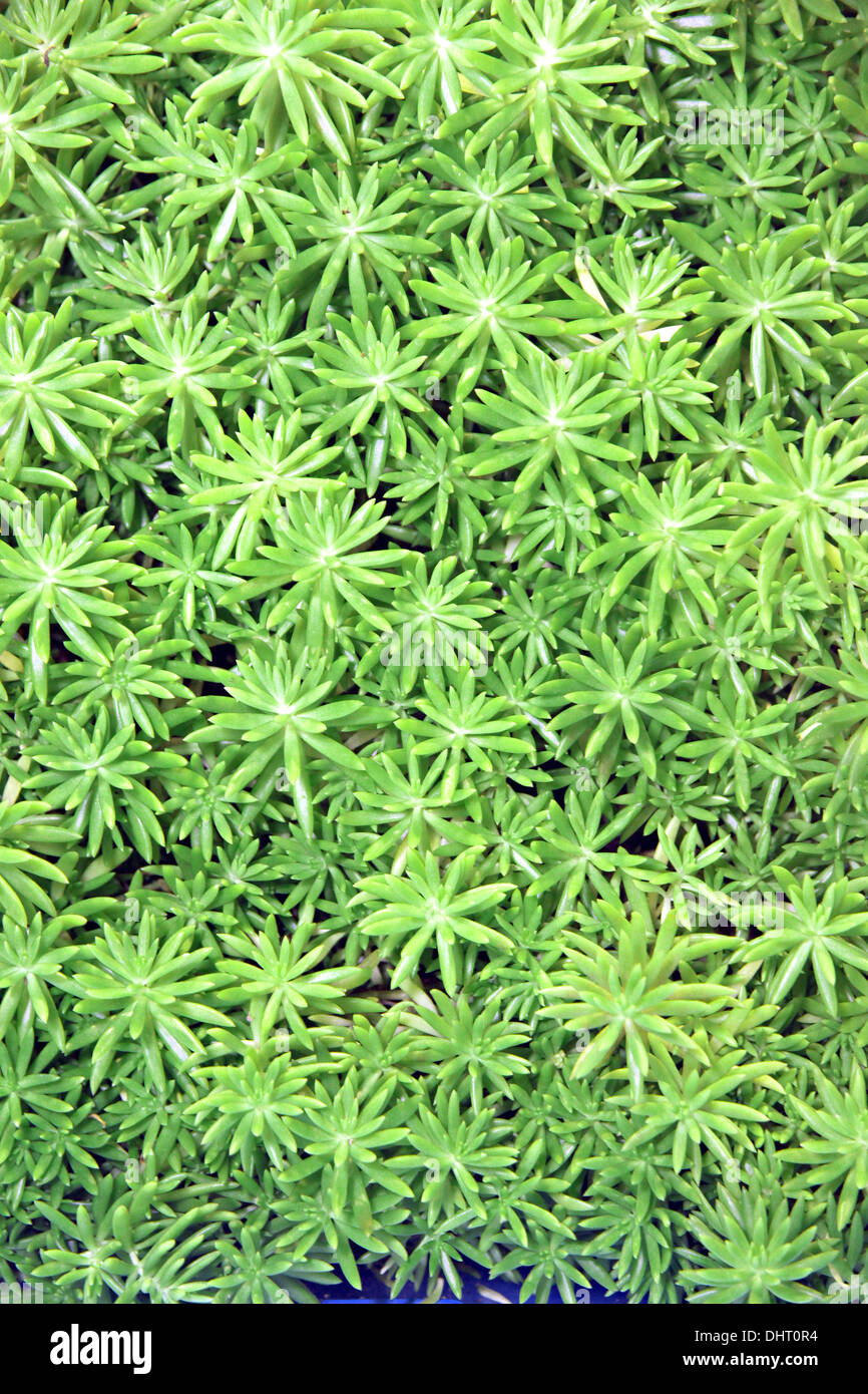 Le petit arbre vert de fond naturel. Banque D'Images