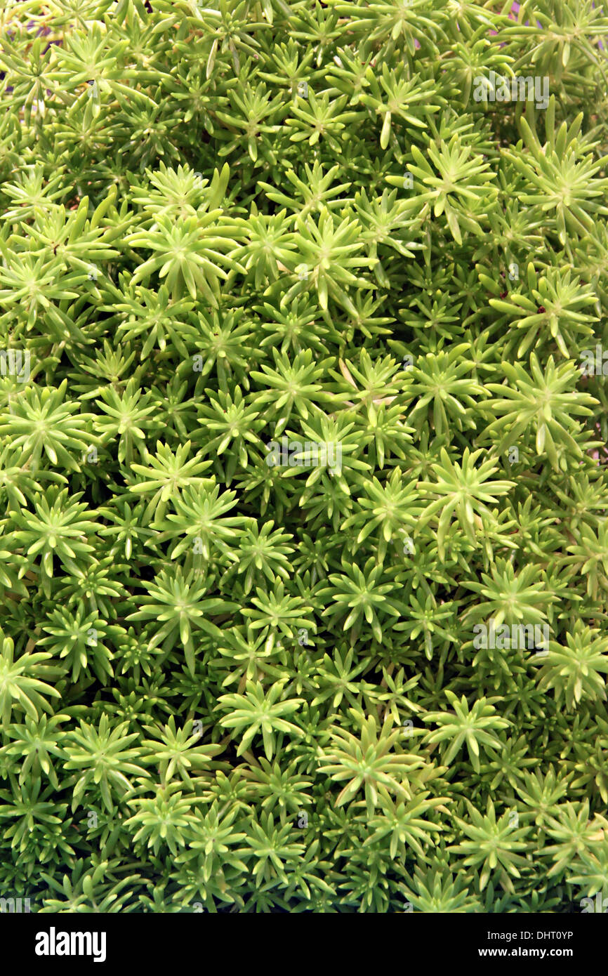 Le petit arbre vert de fond naturel. Banque D'Images