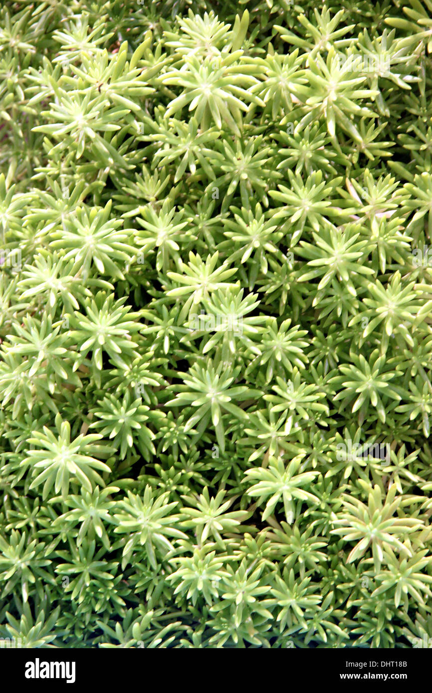 Le petit arbre vert de fond naturel. Banque D'Images