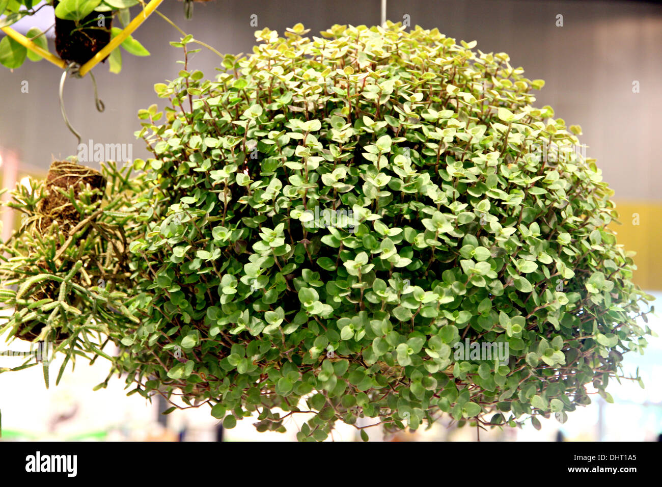 Le petit arbre vert de fond naturel. Banque D'Images
