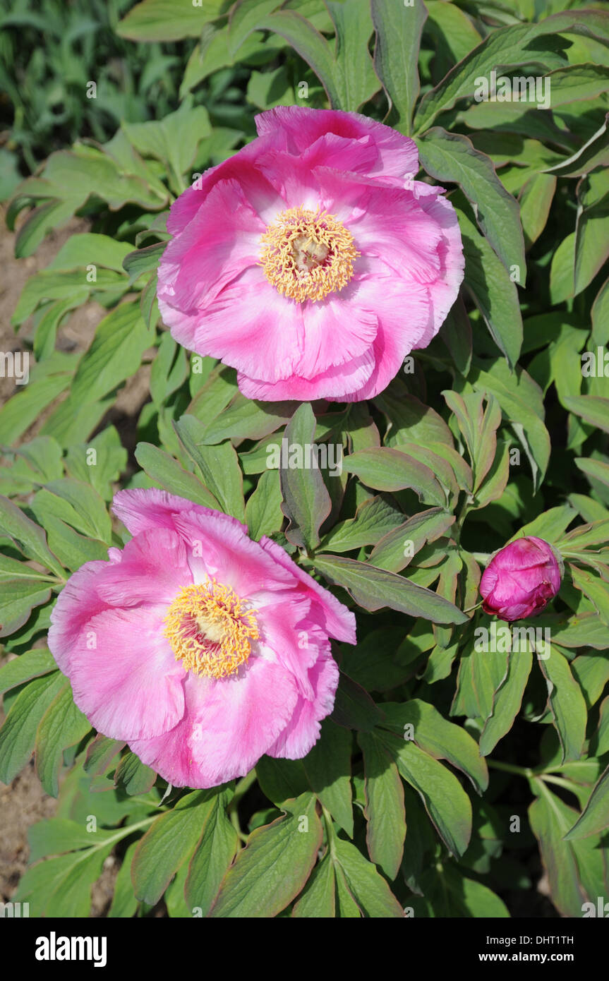 Pivoine Banque D'Images