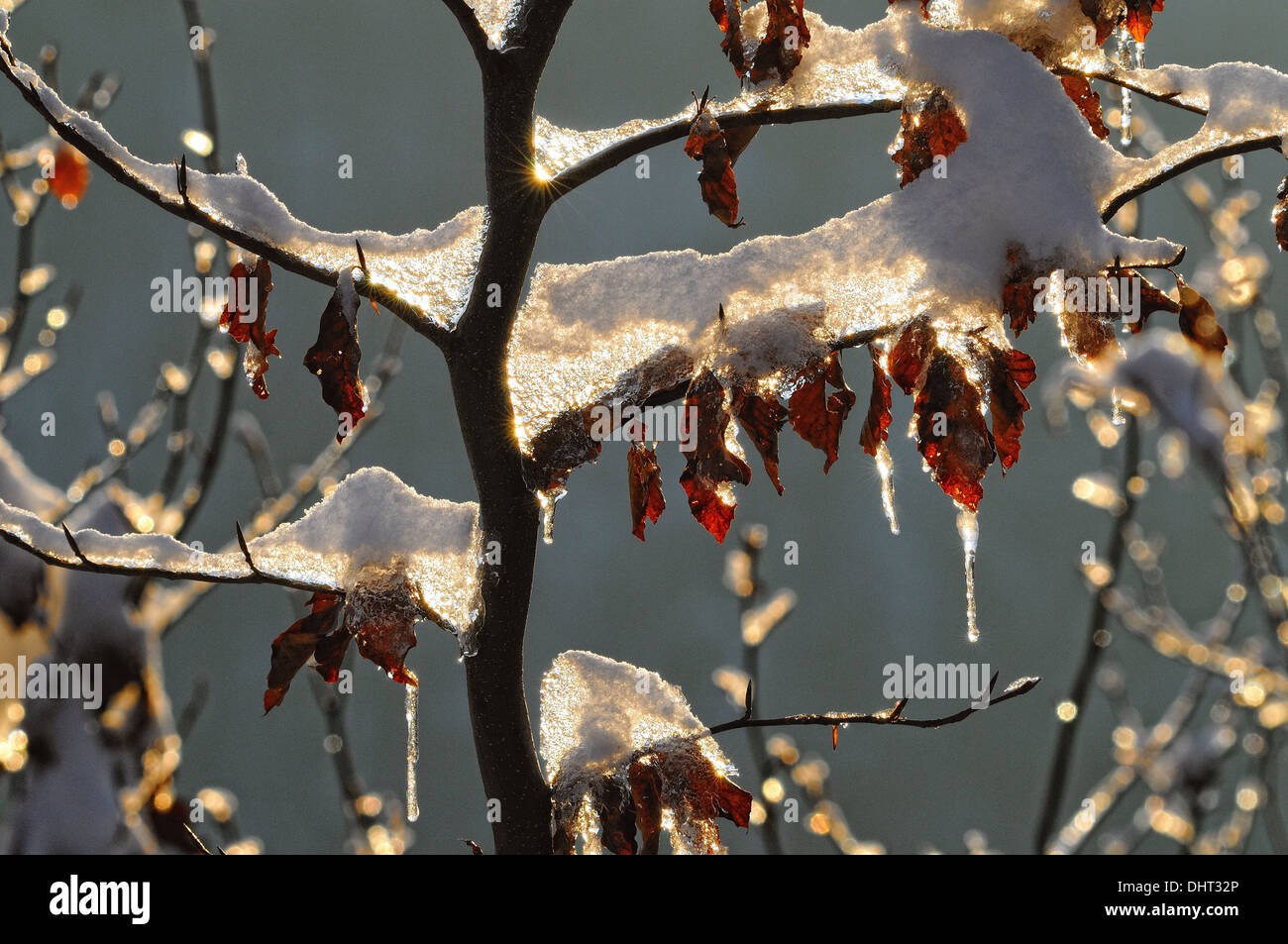 La neige bloque sur Beech tree Banque D'Images
