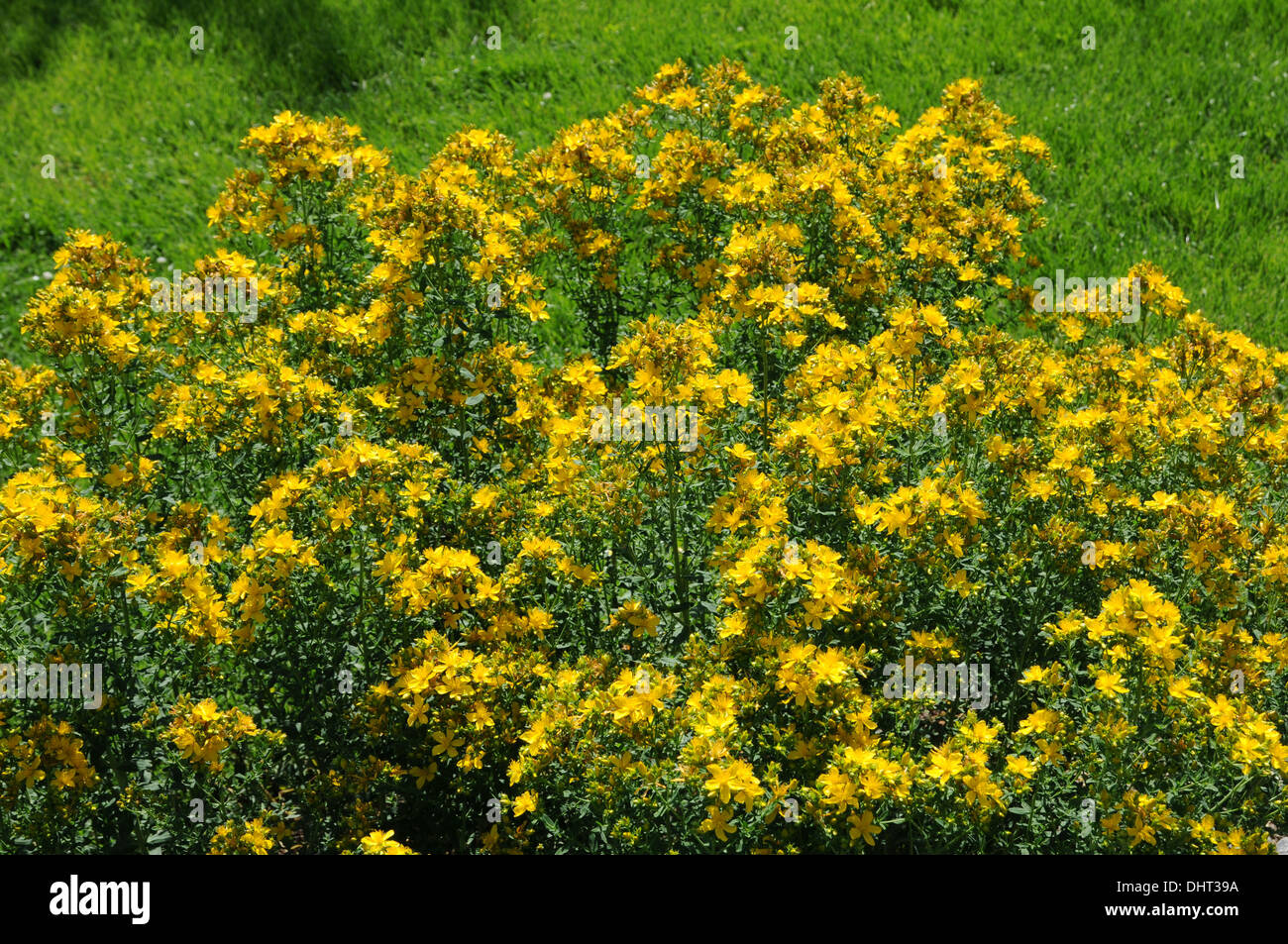 Millepertuis Banque D'Images