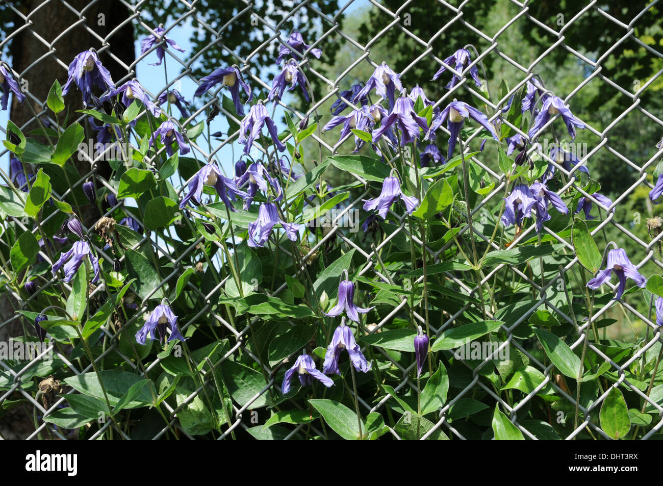 Clematis integrifolia Banque D'Images