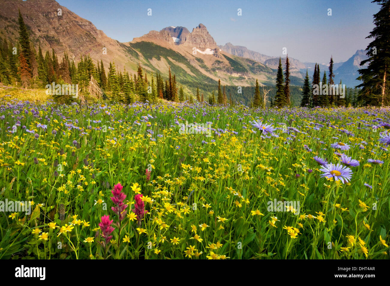 Fleurs dans le granit du parc, au mur du jardin dans le Glacier National Park, Montana. Banque D'Images