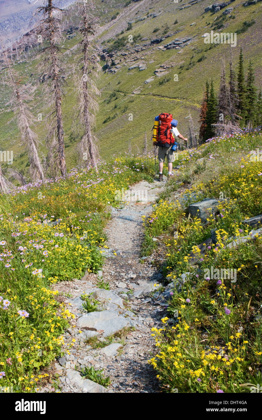 Un randonneur jouit de la prés de fleurs le long de la Highline Trail dans le Glacier National Park, Montana. Banque D'Images