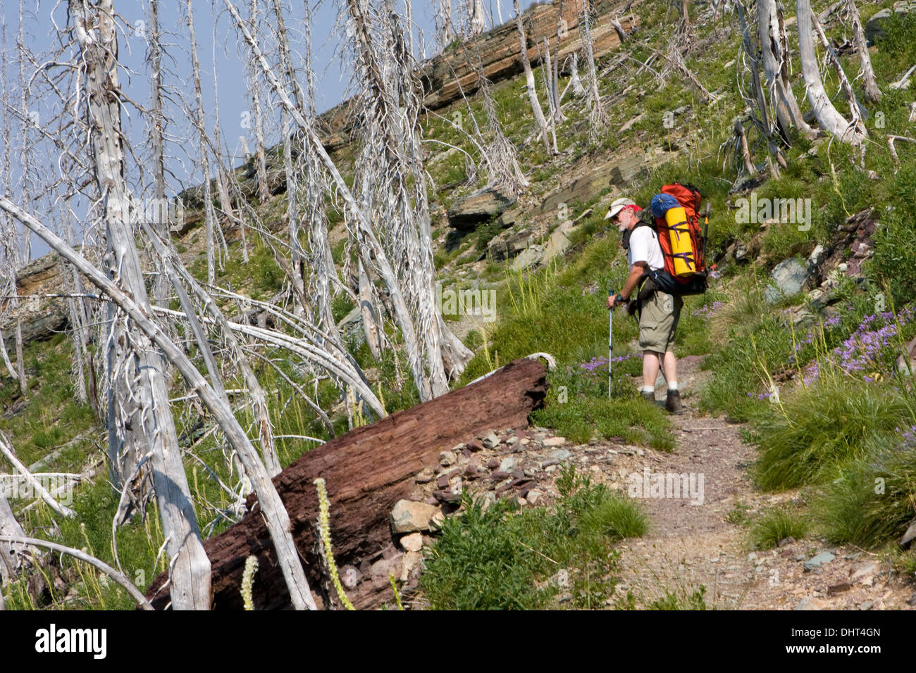 Un randonneur une récente études région brûlée le long du Haut-plateau dans le Glacier National Park, Montana. Banque D'Images
