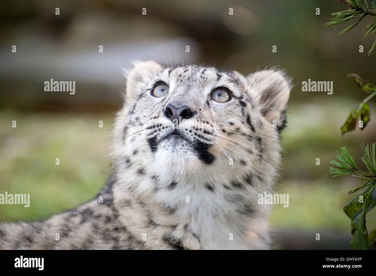 Femme snow leopard cub looking up Banque D'Images