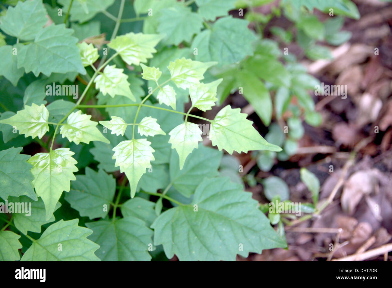 Petites feuilles vertes dans le jardin et une partie de la nature. Banque D'Images