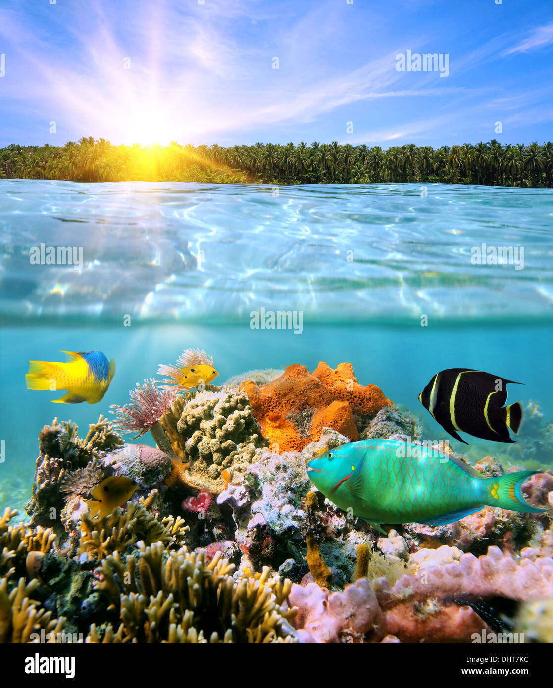 Coucher de soleil avec des cocotiers sur et sous l'horizon de vie marine colorée split par flottaison Banque D'Images