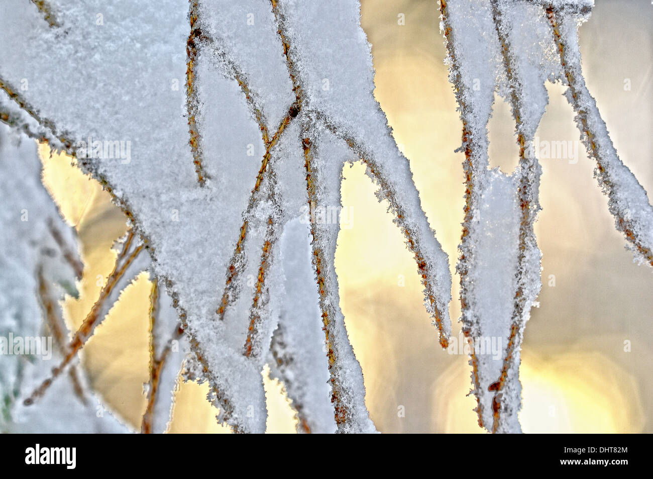 Congelé dans la neige sapin Banque D'Images