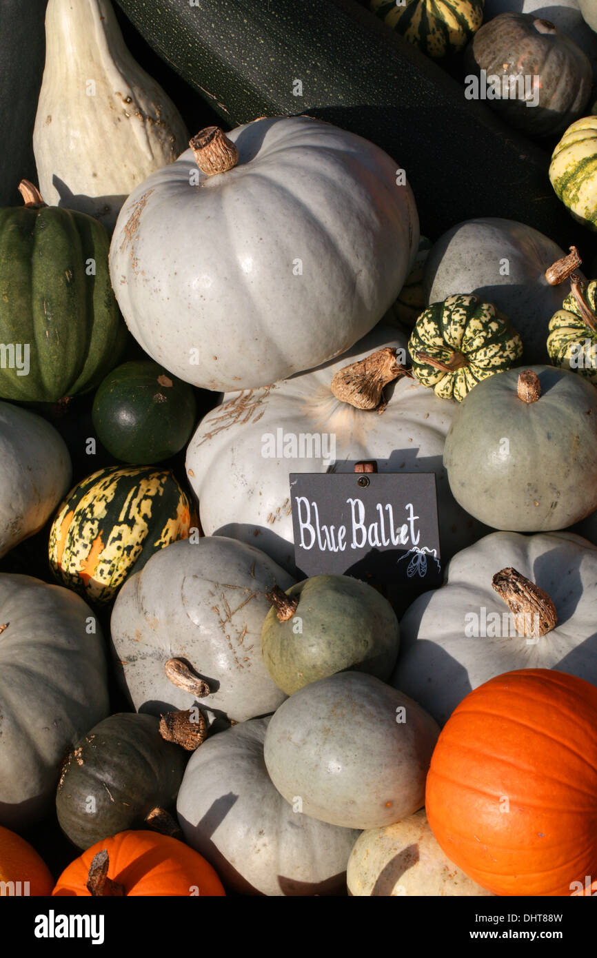 Pumpkins 'Ballet' et 'Bleu', Arlequin, Cucurbitaceae Cucurbita pepo. Aka Squash, Saquash d'hiver, Courgettes, Gooligan. Banque D'Images