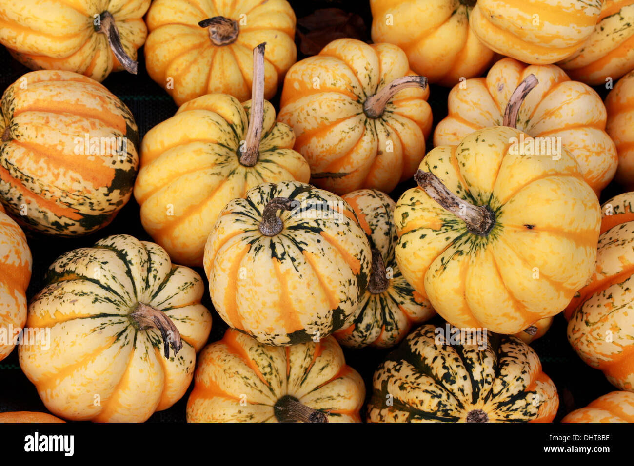 Acorn Squash Courge 'Festival', Cucurbita pepo, Cucurbitaceae. Aka Courgettes, courges d'hiver. Banque D'Images