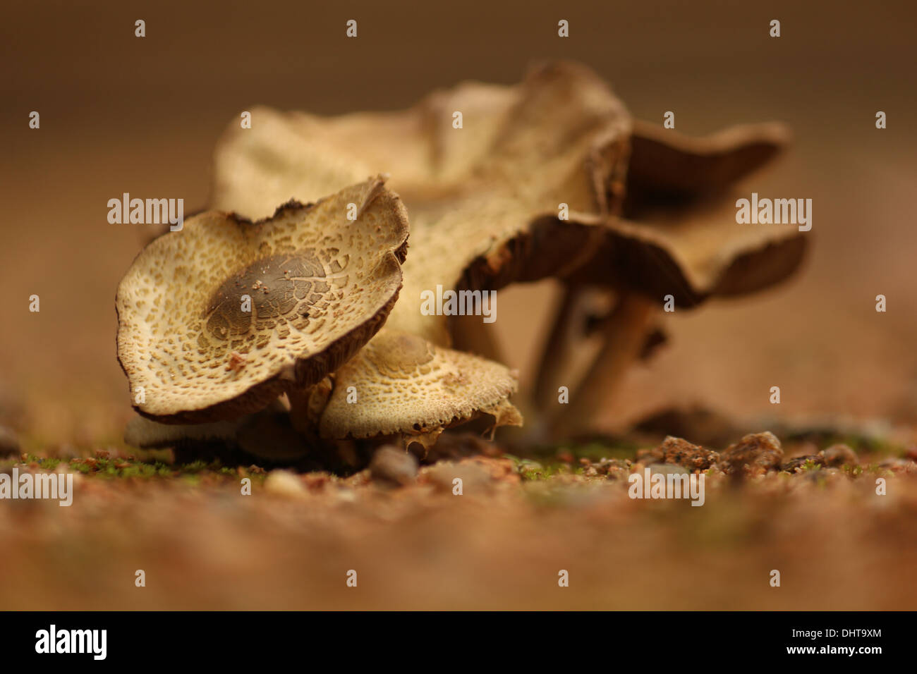 Bouquet de champignons vue de côté pris en Inde Banque D'Images