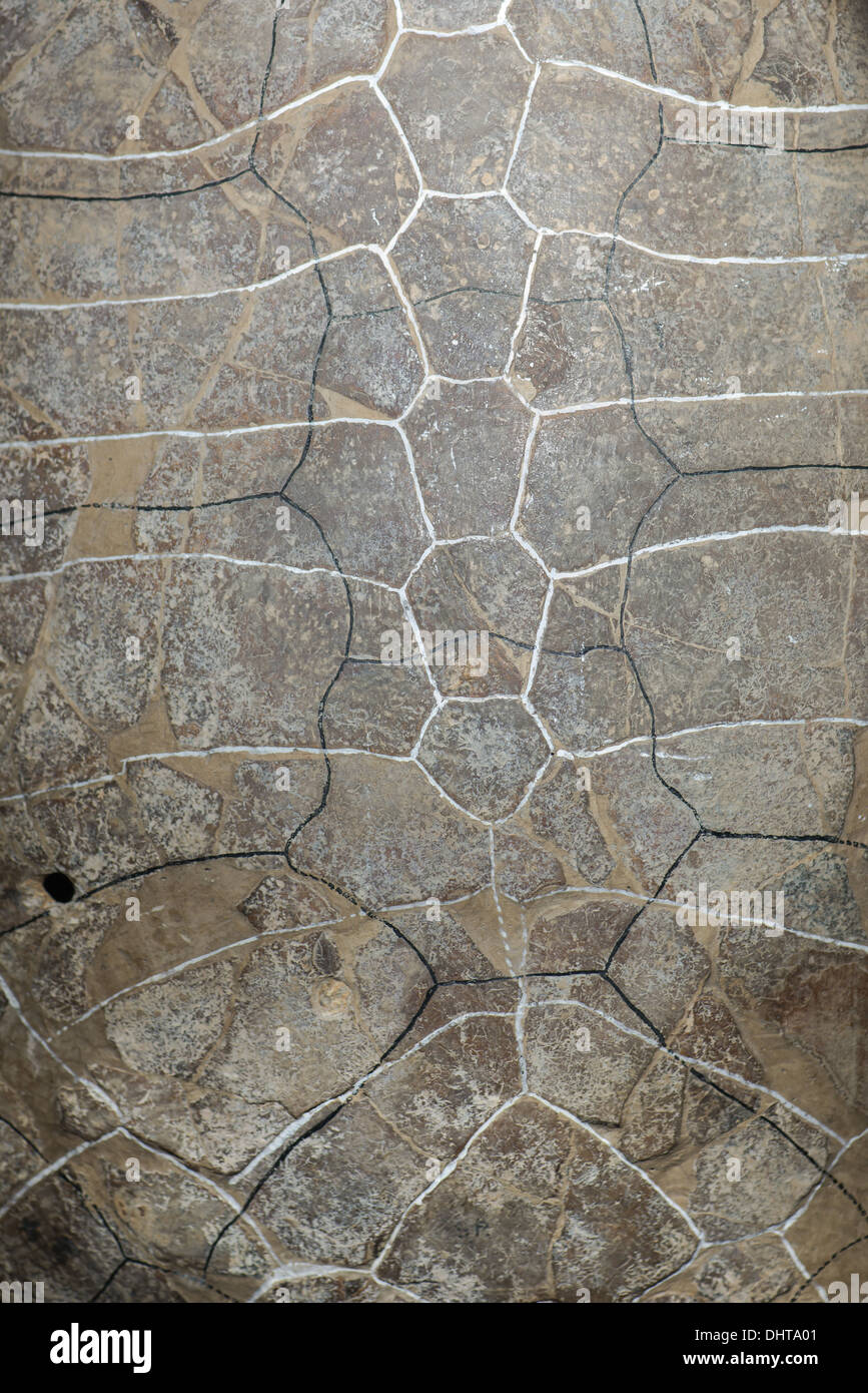 Un grand dinosaure tortue , shell retour ensemble. Banque D'Images