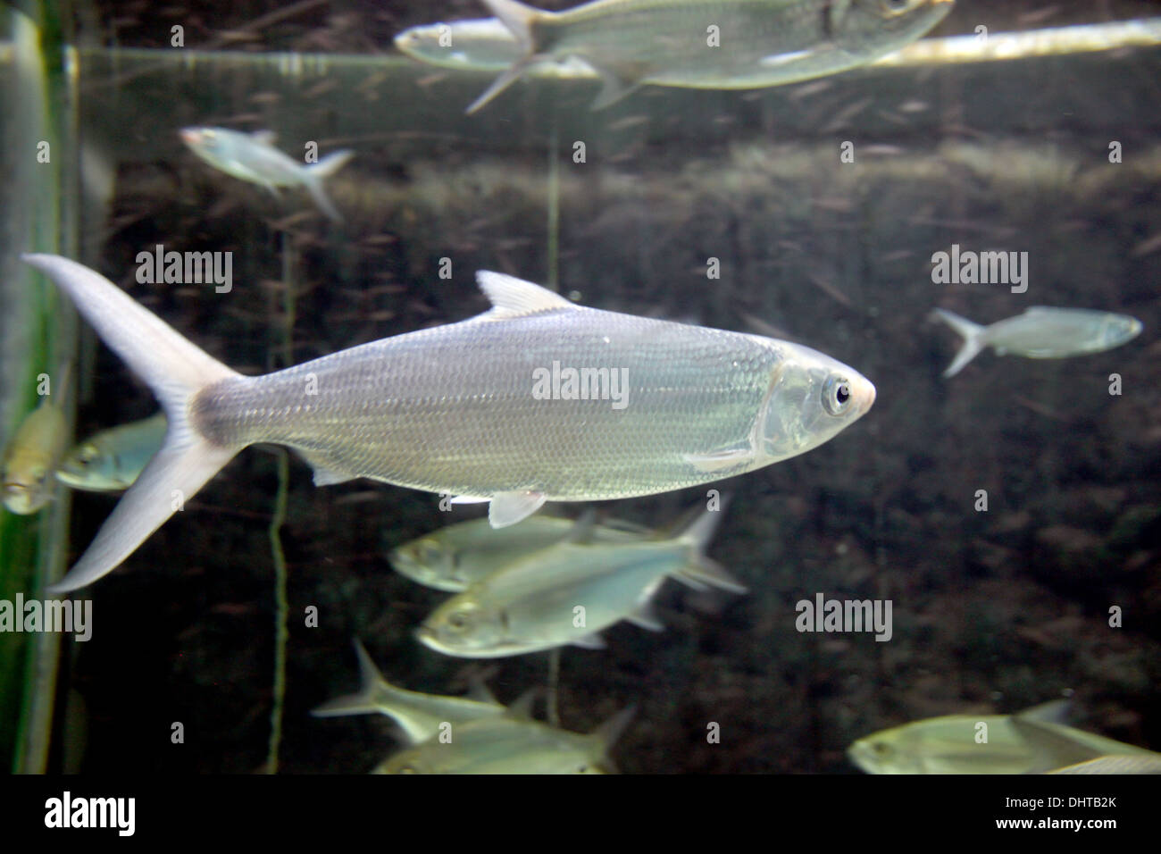 La photo se concentrer dans l'Atlantique tarpon Poissons d'Aquarium. Banque D'Images