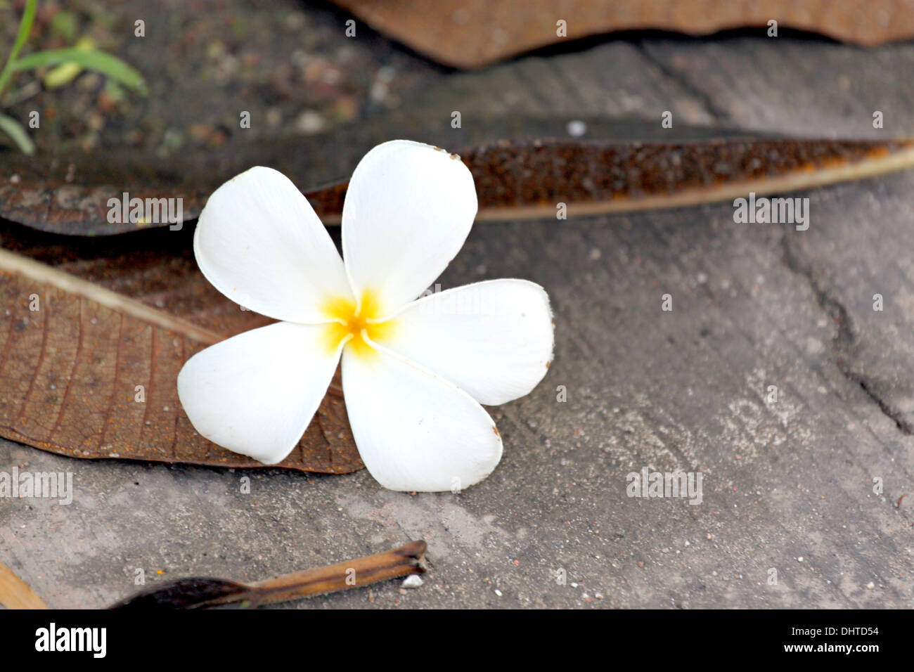 Fleurs de frangipanier sont blanc jaunâtre se détacher sur le sol. Banque D'Images