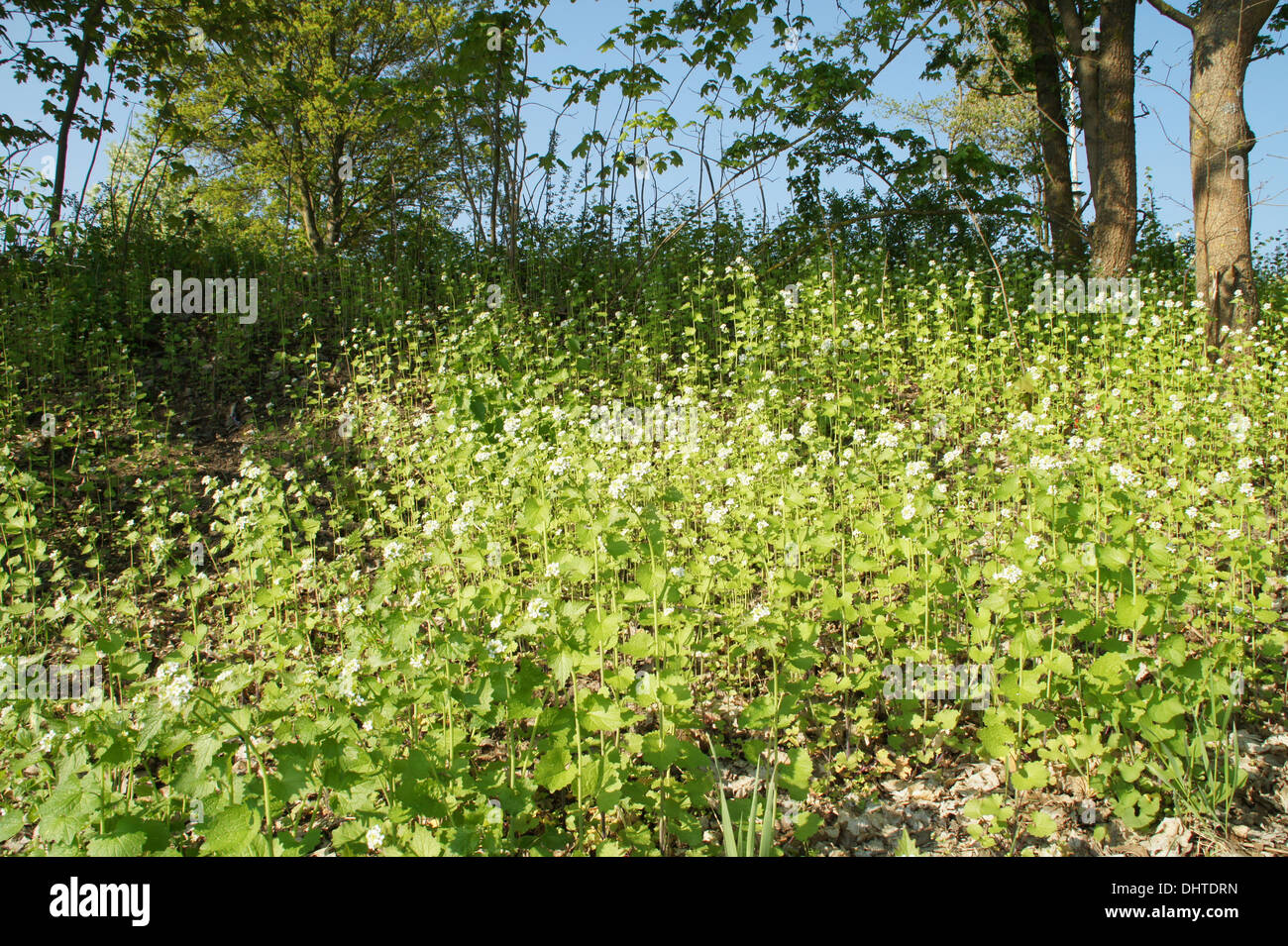 Haie à l’ail Banque D'Images