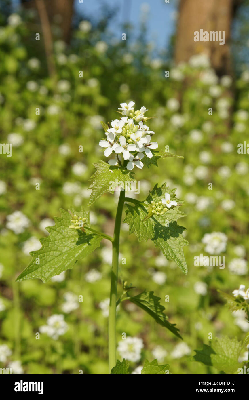 Haie à l’ail Banque D'Images