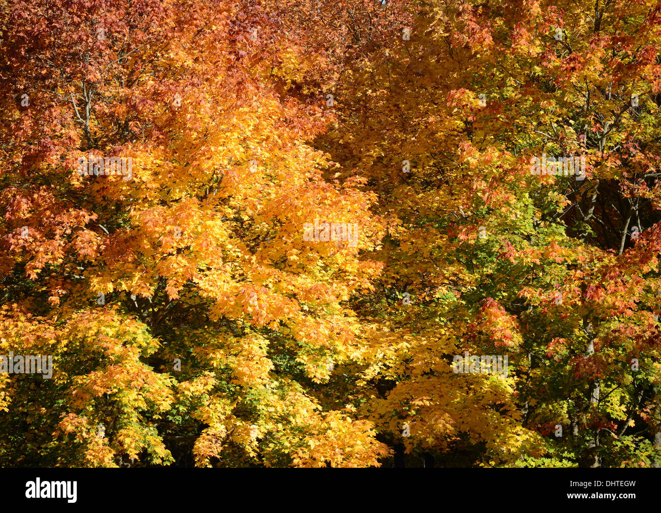 Les feuilles d'automne background Banque D'Images