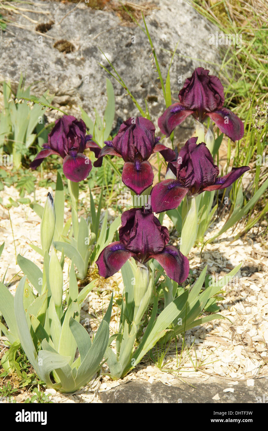 Iris nain Banque D'Images