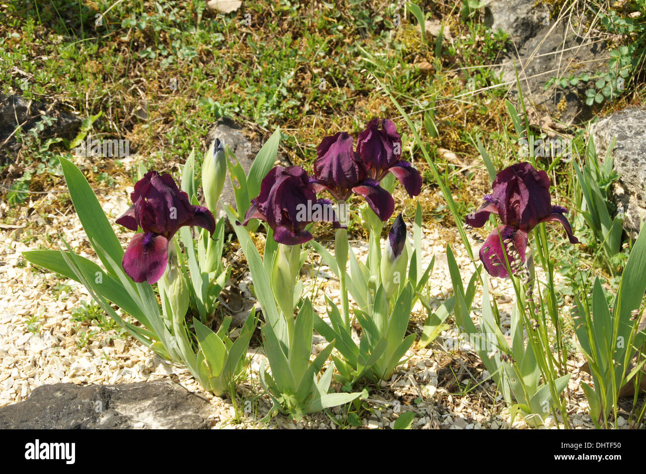 Iris nain Banque D'Images
