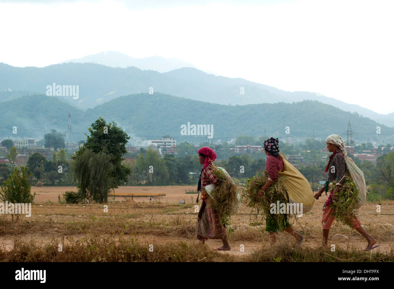 Les agriculteurs retour à l'accueil avec l'herbe pour le bétail au Népal. Banque D'Images