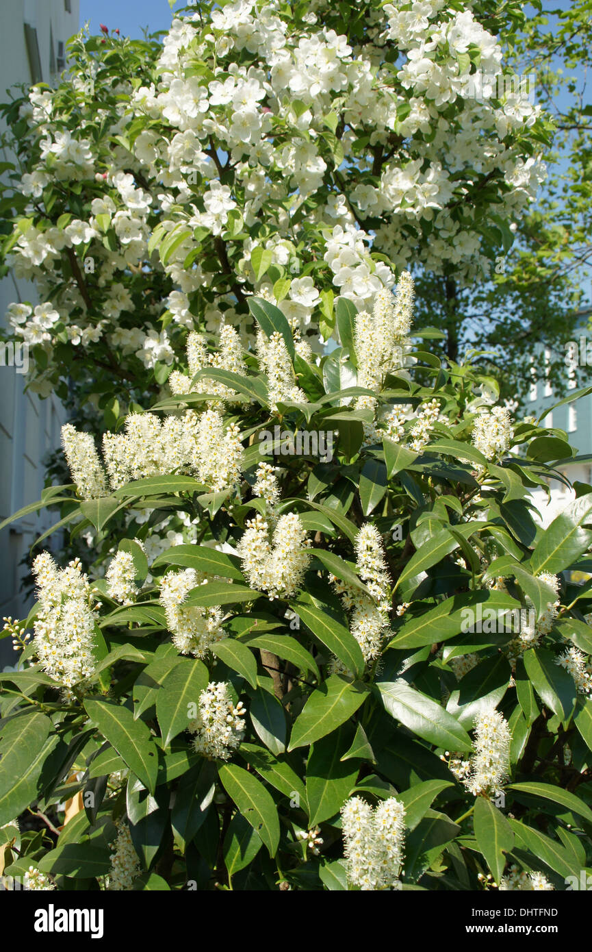 Laurier cerise Banque de photographies et d’images à haute résolution Alamy