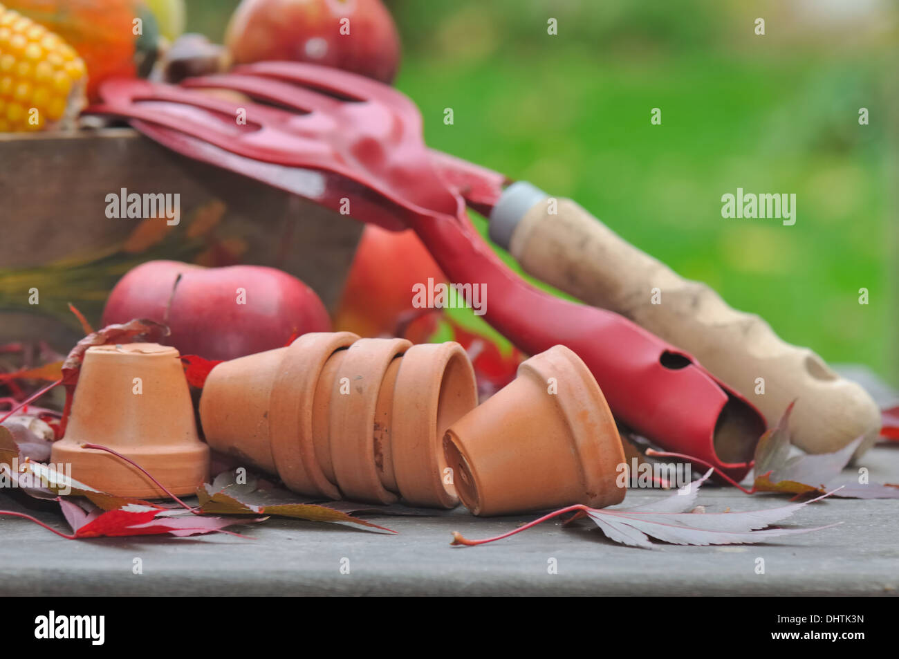 Outils et petits pots de fleurs sur une table entre les pommes et les feuilles Banque D'Images