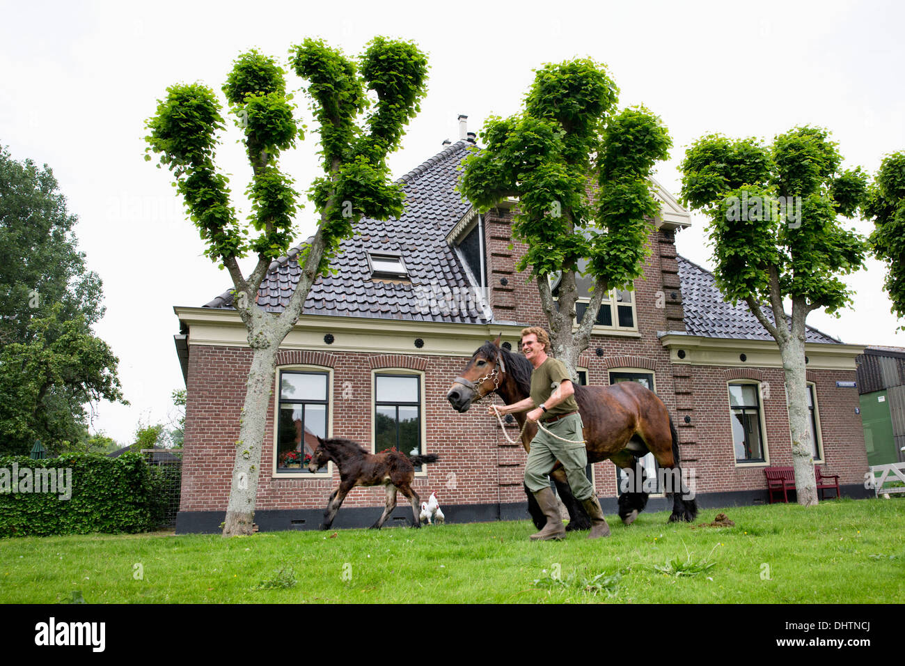 Pays-bas, Axat, polder de Beemster, UNESCO World Heritage Site. Farmer et Belge ou 225 chevaux de trait Banque D'Images