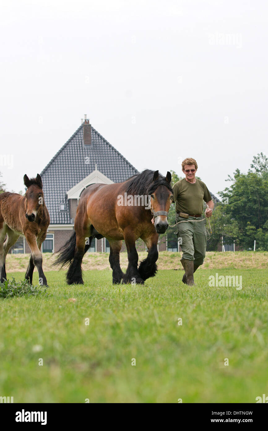 Pays-bas, Axat, polder de Beemster, UNESCO World Heritage Site. Farmer et Belge ou 225 chevaux de trait Banque D'Images