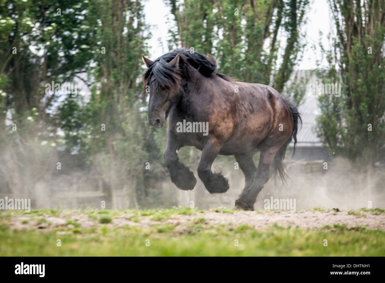Pays-bas, Axat, polder de Beemster, UNESCO World Heritage Site. Ou 225 chevaux de trait belge se dresse. Banque D'Images