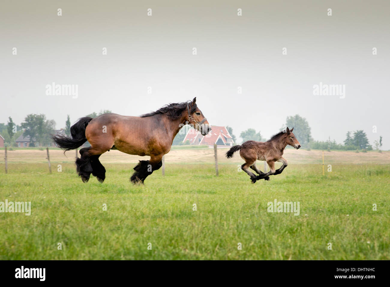 Pays-bas, Axat, polder de Beemster, UNESCO World Heritage Site. Ou 225 chevaux de trait belge Banque D'Images