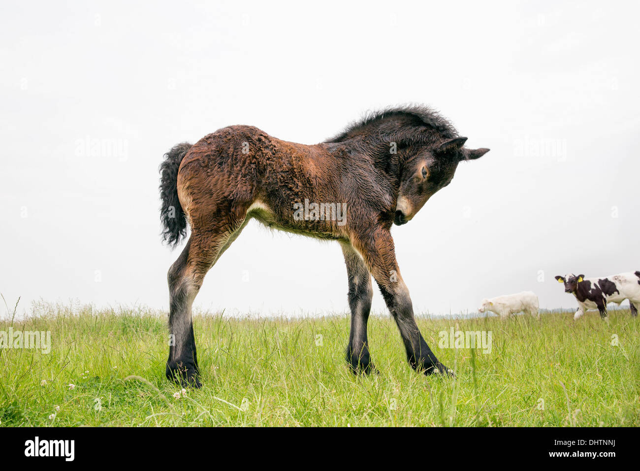 Pays-bas, Axat, polder de Beemster, UNESCO World Heritage Site. Ou 225 chevaux de trait belge. Poulain Banque D'Images