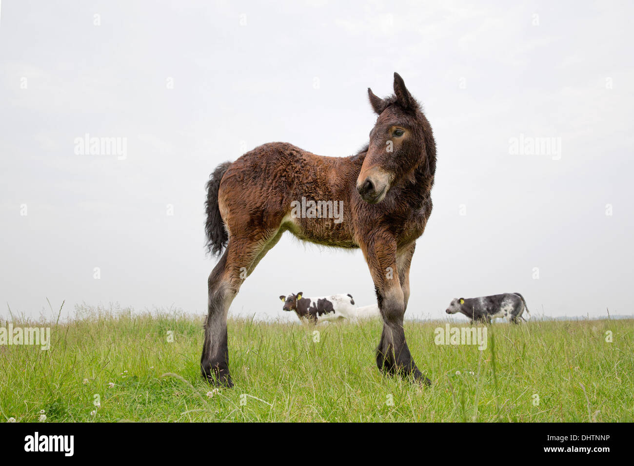Pays-bas, Axat, polder de Beemster, UNESCO World Heritage Site. Ou 225 chevaux de trait belge. Poulain Banque D'Images