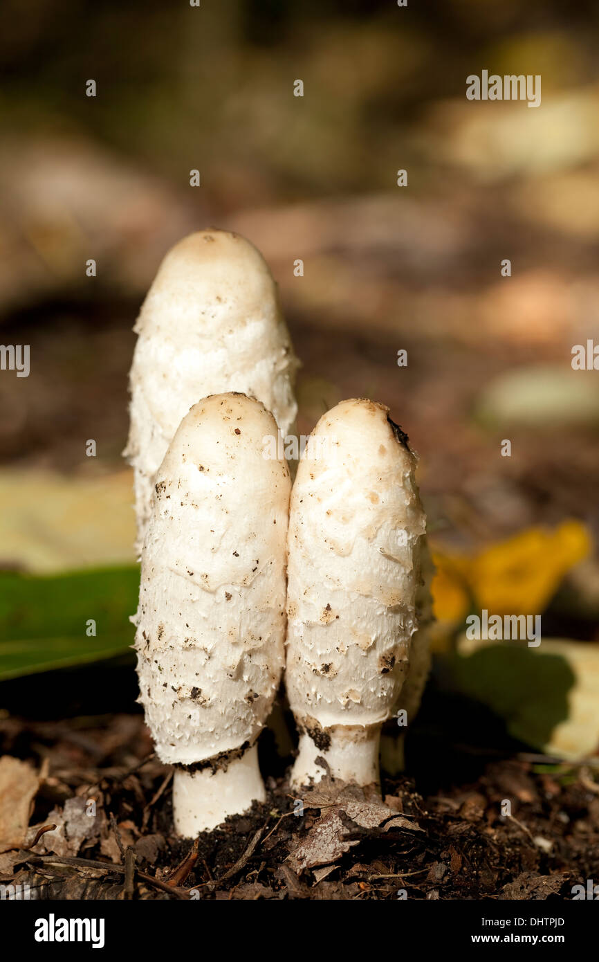 Group champignon comestible (Coprinus comatus) en forêt Banque D'Images