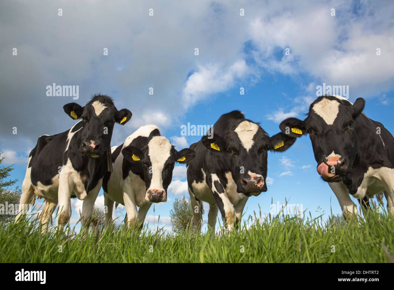 Pays-bas, Middelie, les vaches dans le pré Banque D'Images