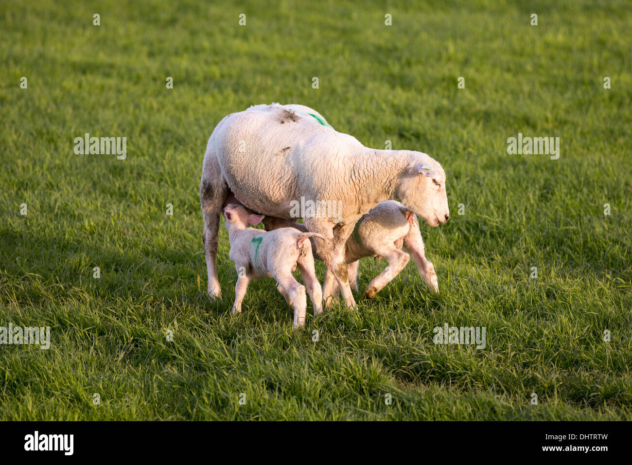 Pays-bas, Oosthuizen, moutons et agneaux Banque D'Images